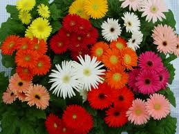 Gerbera Cut Flowers