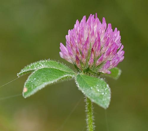 Red Clover Extract By Kingherbs Limited