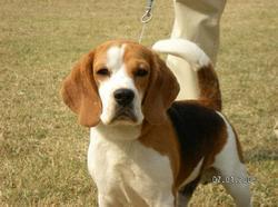 Blue Bell Beagle Pet Dog
