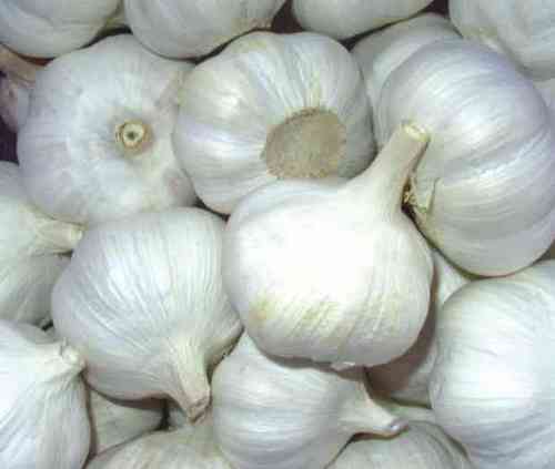 Fresh Garlics
