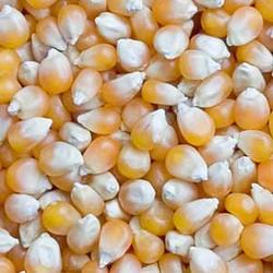 Yellow Maize Seed