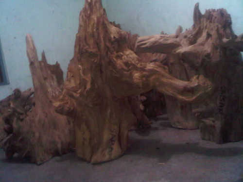 Agarwood