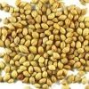 Coriander Seeds - Oval Shape 4-6 mm, Rich in Essential Oils - Ideal for Culinary, Perfumery, and Medicinal Uses