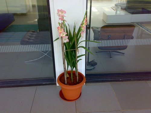 Gladioluse Flowers