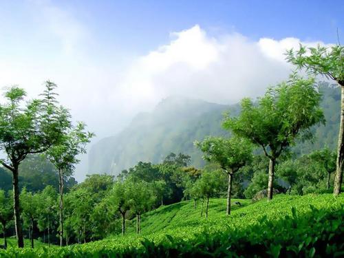 Fresh Nilgiri Tea