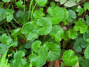 Gotu Kola Extract