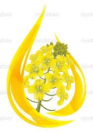 Canola Oil (Rapeseed Oil)