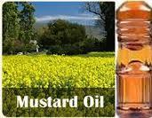 Mustard Explore Oil (Filtered Mustard Oil)