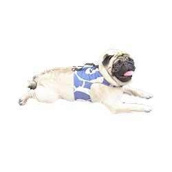 Blue Dog Harness