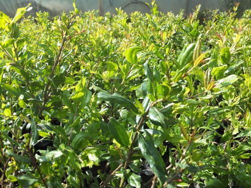 Pomegranate Plants