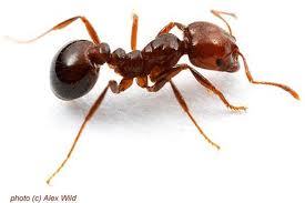 Ant Management Services By Optimax Pest Management Services