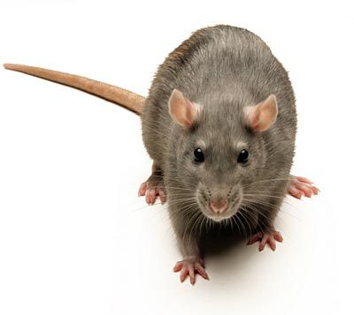 Rodent Management Services By Optimax Pest Management Services