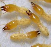 Termite Management Services By Optimax Pest Management Services