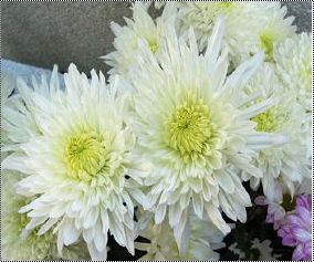 Chrysanthemum Extract