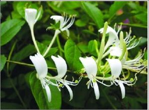 Honeysuchle Flowers Extract