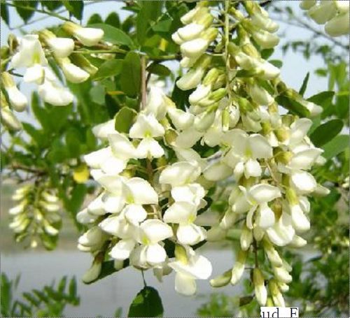Pagodatree Flower Bud Extract