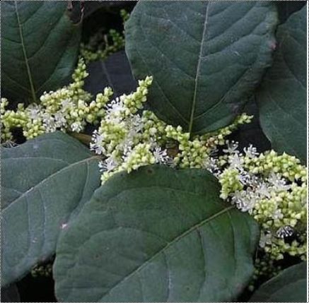 Polygonum Cuspidatum P.E.