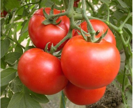 Tomato Extract