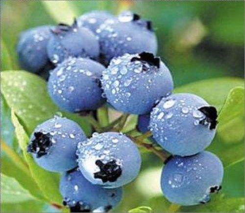 Bilberry Extract