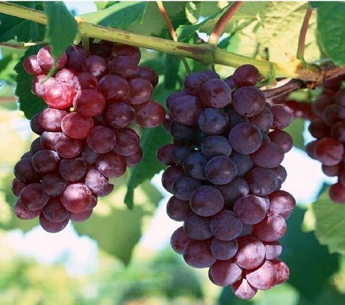 grape seed extract