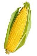 Maize