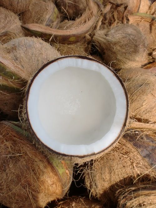 Matured Coconut