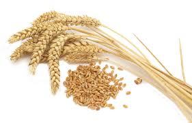 SRI SAI Wheat