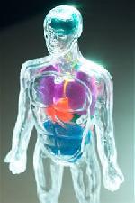 Human Anatomical Models