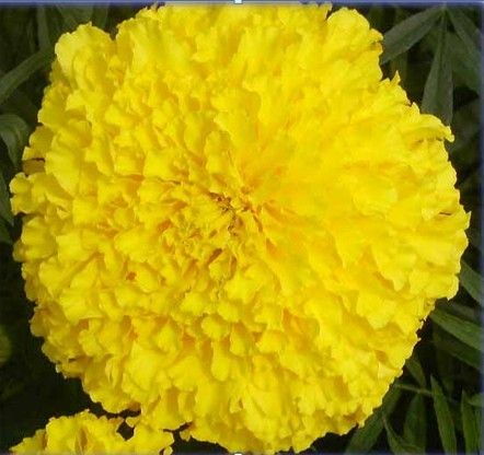 Marigold- Super Power Flowers