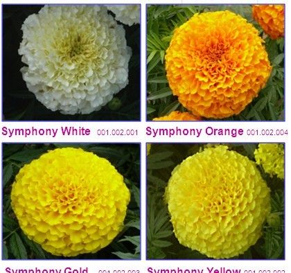 Marigold -Symphony Flowers