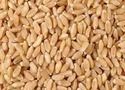 SIKANDAR Wheat