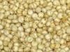 Sorghum