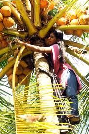  नारियल के पेड़ पर चढ़ने वाले पर्वतारोही 