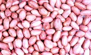 Bold Type Groundnuts Kernels