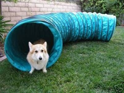 Dog Tunnel