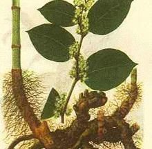 Giant Knotweed Extract