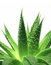 Aloe Vera Linn