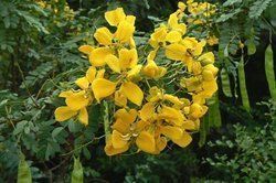 Cassia Augustifolia