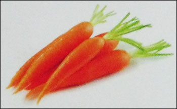 Fresh Carrot