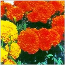 Marigold Absolute
