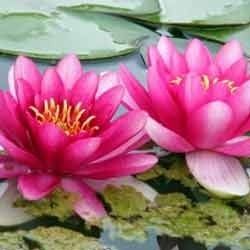 Pink Lotuses Absolute