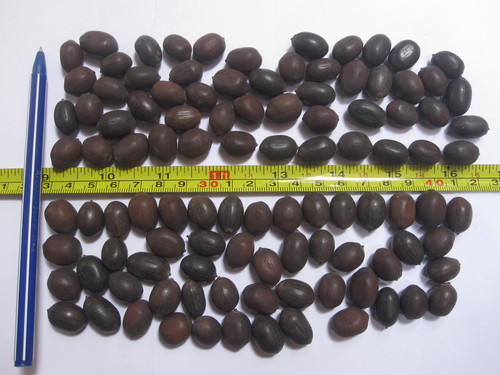 Dried Lotus Seed By Nam An Groceries Import Export Joint Stock Company
