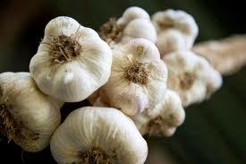 Garlic