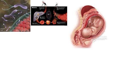 Pregnancy Test (hCG)