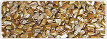 Cassia Tora Seed - Bold, Shiny, Machine-Cleaned Seeds | Natural Eye Health Booster, Weight Loss Aid