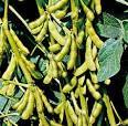 Soybean