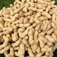 Groundnut Shelled