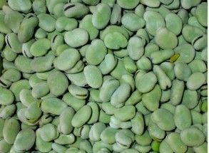 Frozen Broad Beans