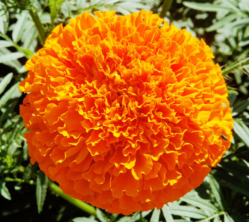 Lutein Marigold Seed F1