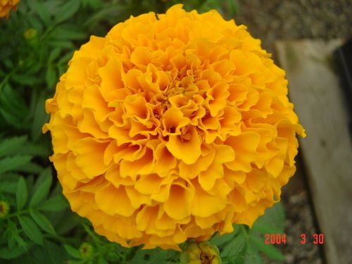 Marigold Seed F1